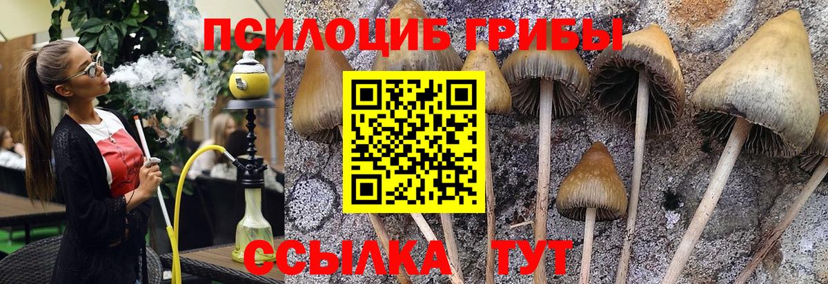 Чебоксары  Псилоцибиновые грибы ЛСД  Вход с VPN 