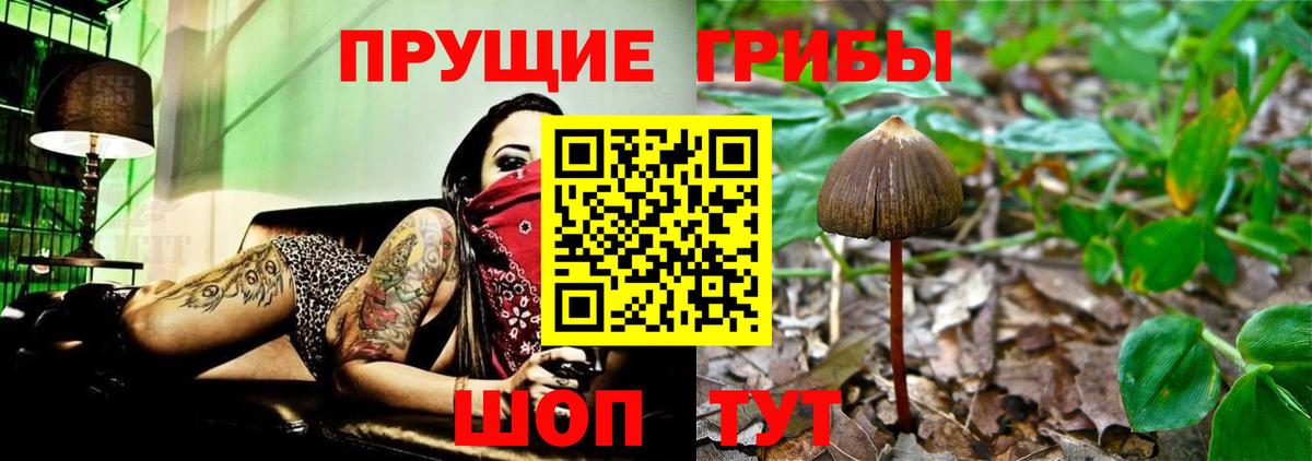 Псилоцибиновые грибы GOLDEN TEACHER Чебоксары